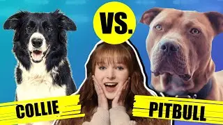 BORDER COLLIE VS PITBULL