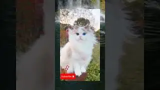 Si kucing lagi asyik berfoto