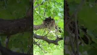 Cicadas take over my yard in central Illinois #cicadas