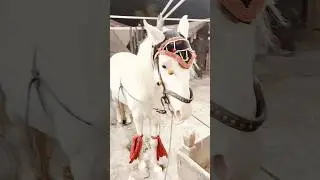 Persian Asil horse | Horses, Most beautiful horses, Horse breeds 