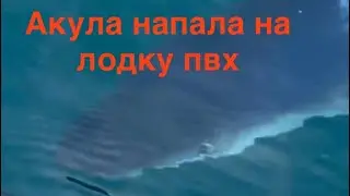 Встреча с акулой на лодке ПВХ ( Владивосток)