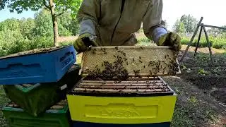 Пятый магазин на конец мая и два отводка с этой семьи #пчеловодство #пасека #пчелы #пчеловод