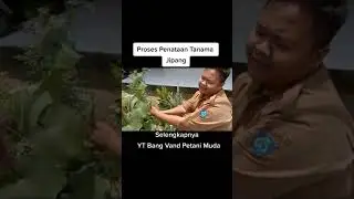 Tanaman Jipang #SerunyaLiburan #Fyp #fypシ #viral #viralvideo #viralditiktok #fypage #serunyadit
