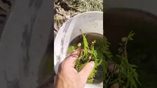 ШОК!!! Выброшенные туи сами укоренились!