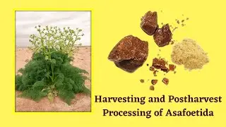Harvesting and Post harvest Processing of Asafoetida