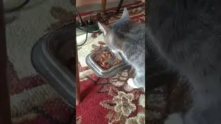 Кошка Соня кушать