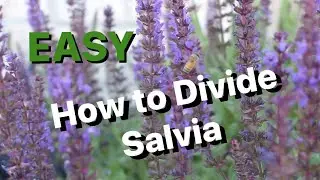 How to Split or Divide Salvia