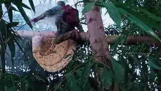 mus muab ntab