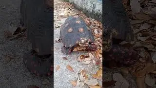 TURTLE ON A BRIDGE   