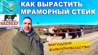 Why Kazakhstan's livestock industry succeeded. The technology behind marbled beef production.