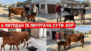 СУТДОР  ОНА  БОЛА   ВА  БУГОЗ  СИГРЛАР  МИРЗАБЕК  13-ОКТАБРЬ