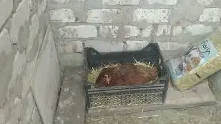у нас села курица 🐔 на яйцо, поливка огорода.