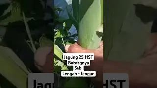 Jagung 25 HST tebone sak lengen - lengen, nantikan vidio panjangnya