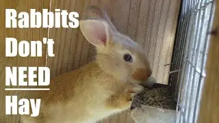 Can Rabbits Eat ONLY Pellets?