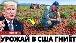 Фермеры США в слезах – 7 культур гниют на полях – Разваливается ли американское сельское хозяйство?