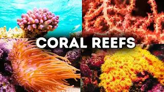 What Are Coral Reefs?