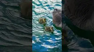 It’s Spring: Adorable Baby Geese Everywhere!