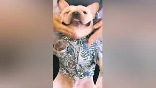 Dog Hawaiian Shirts for Medium Dogs