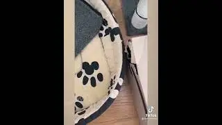 попугай кеша🤣🤣🤣