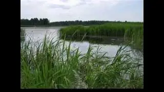 ЛЕТО  исп Алена Пак