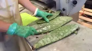 Nopal en Sonora México una gran alternativa