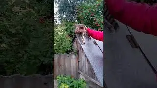 Ястреб охотился на курицу в Берёзовском районе и сам попался в сеть