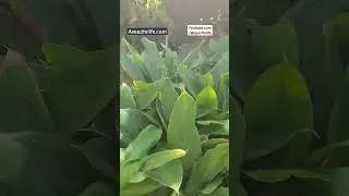 Cardamom Plant- When will it produce seeds? #cardamom #aseedtolife #seedtolife