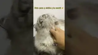 #animalcomedyvideo #funny