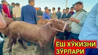 ХОРАЗМ МОЛ БОЗОРИ ЁШ ХЎКИЗЛАР ЗЎРЛАРИ САВДО ЗЎР 25-августа 2024 г.