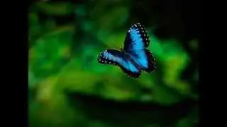 БАБОЧКИ И ЦВЕТЫ (BUTTERFLIES AND FLOWERS)