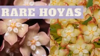 HOYA COLLECTION 2021 | 22 RARE VARIETIES | Wax Plant Collection