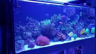 akwarium 540l