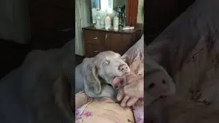 утро в деревне 2