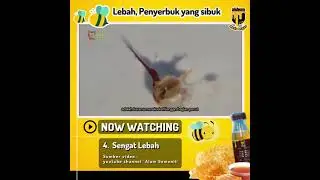 APA ITU SENGAT LEBAH