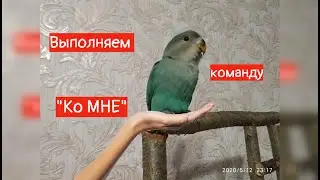 ПОПУГАЙ выполняет КОМАНДУ !!! Parrot executes the command.