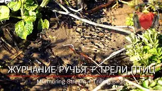 Bubbling Stream + Trilling Birds