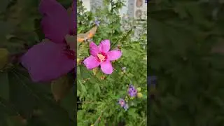Бабочка-колибри. Butterfly like hummingbird!