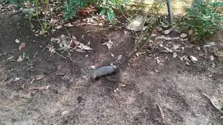 Indian Grey Mongoose Vs Black Mamba