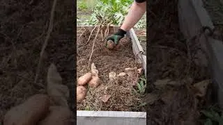 Картошка из грядки