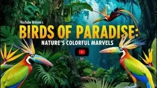 Birds of Paradise