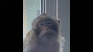 Внимание на брови