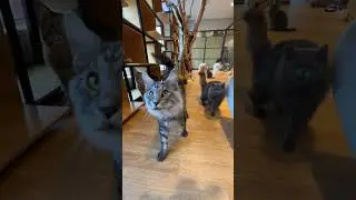Cats Club|Cute cats daily life🐈(8) #cats #cute #shorts