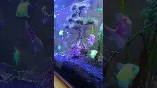 ikan hias yang di buru saat ini