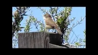 House Wren 