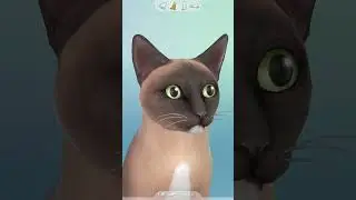 Minha gata Nina no The Sims 4