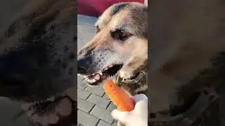 Ральф ест морковку 