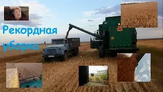 Уборка пшеницы от А до Я!