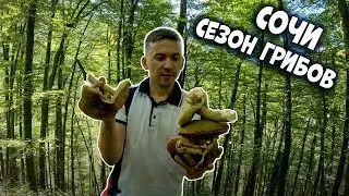 Сочи 2024г. Сезон грибов в октябре. Ореховский водопад 