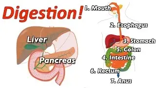 Understanding Digestion (Mr. W's Music Video)