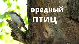 Ну и характер/Поползень/ Маленький хозяин леса🙂